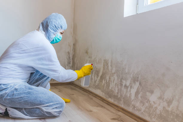 Licensed Black Mold Removal service in Gallitzin, PA - WQB Mold Removal