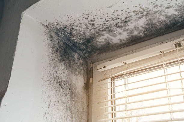 Affordable Black Mold Removal solutions in Gallitzin, PA